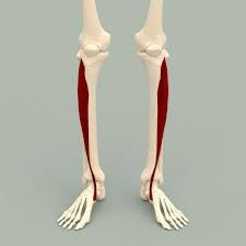 tibialis anterior shin splint ankle pain mobility stretch