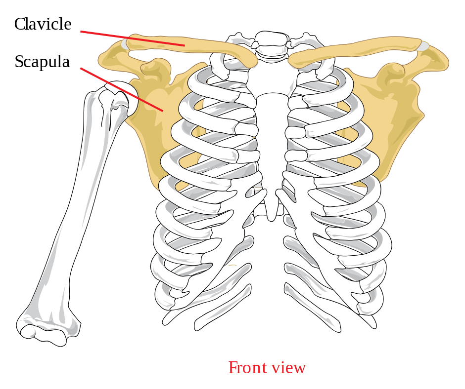 skeletal view of the clavicle and scapula