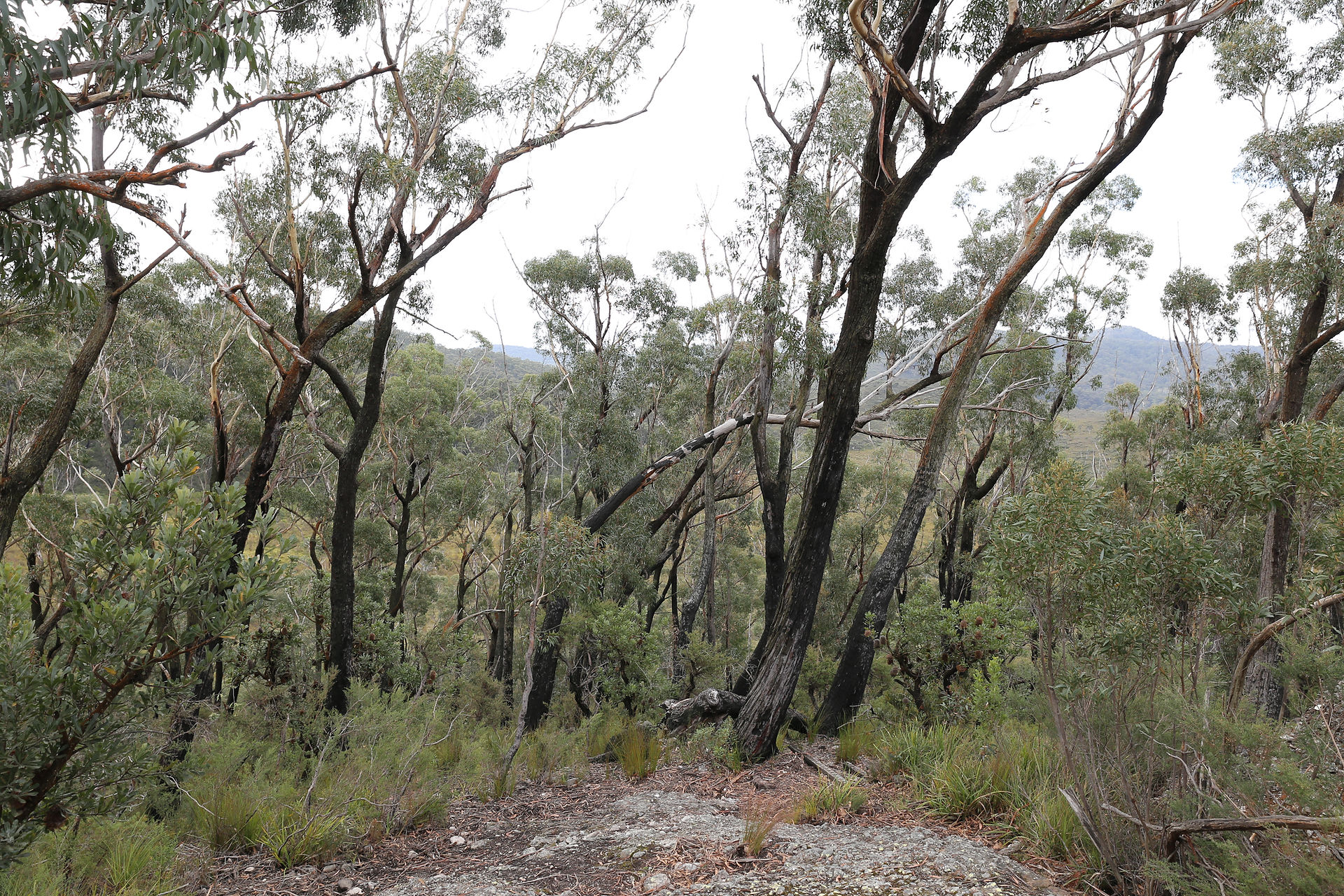 Descending to Canowie Brook