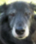 Old dog looking into camera before end of life appointment in Warrington