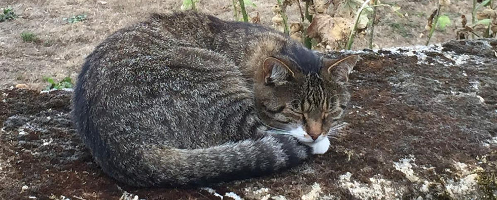 Photo of elderly cat asleep on wall before euthanasia. Warrington