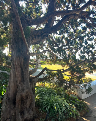 Twisting branches of an old tree creating shade in the Encinitas Meditation Gardens.