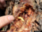 Sequoia pitch moth larva. Christine Buhl, Oregon Department of Forestry, Bugwood.org