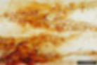 Pine engraver damage, Texas A&M Forest Service , Bugwood.org