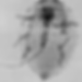 Balsam Woody Adelgid