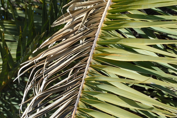 Palm frond showing wilt primarily on one side before it spreads to both sides. Photo by lsuagcenter.