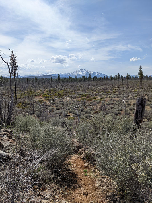 A snow capped Burney mountain rises from a burned area of the PCT.