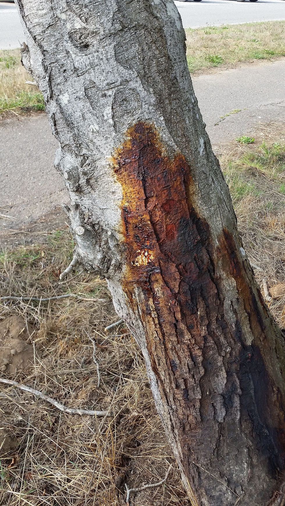 Bleeding canker of red alder caused by Phytophthora siskiyouensis in Humboldt County