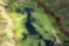 Duckweed, Steve Dewey, Utah State University, Bugwood.org
