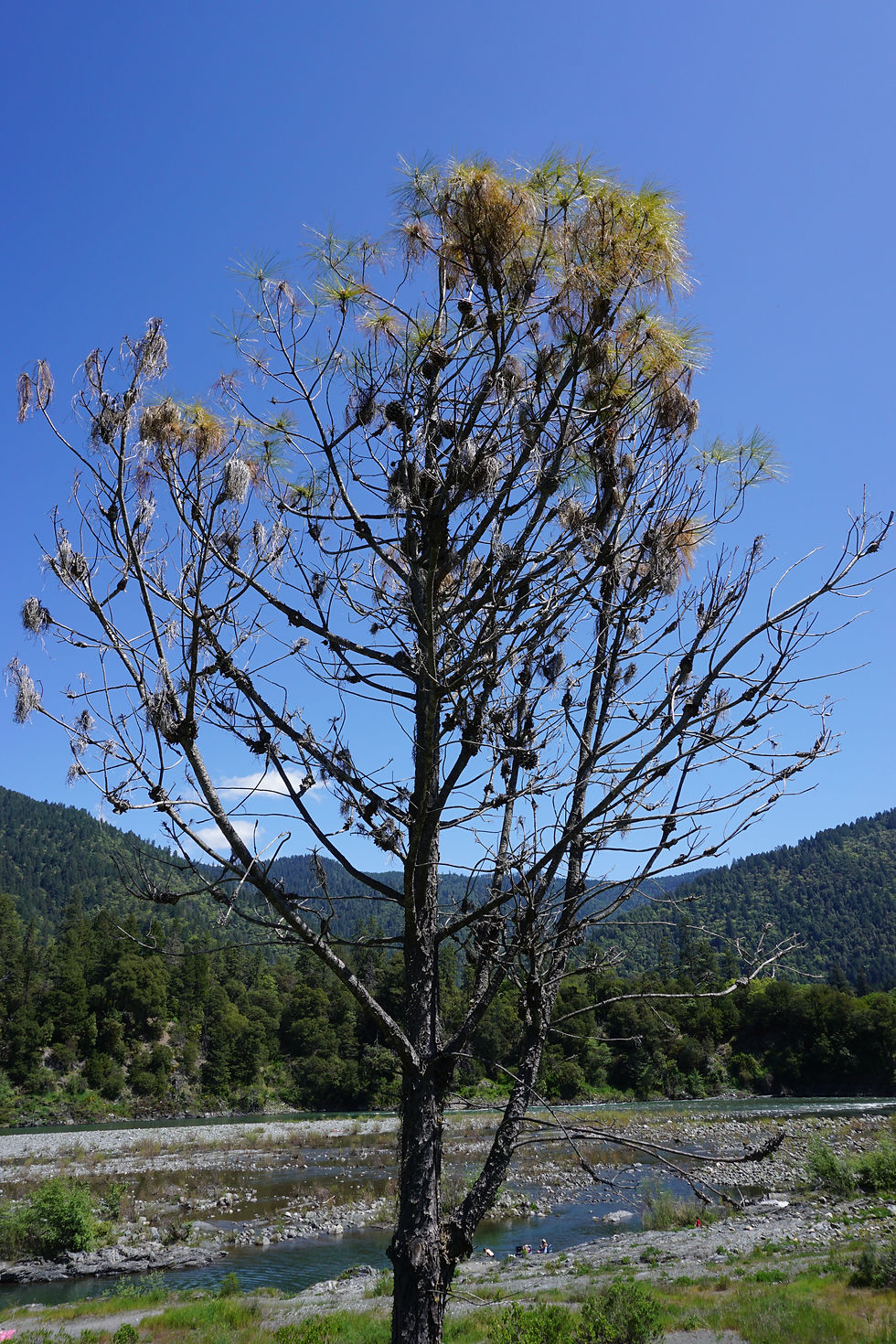 Western gall rust on ponderosa pine. Most swellings on the branches of this tree are galls, not cone