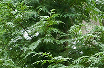 Port-Orford Cedar root disease