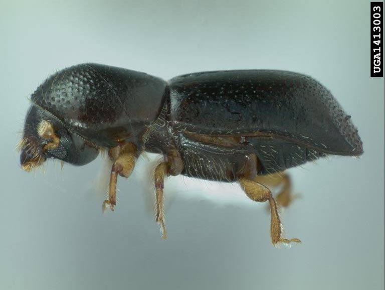 Redbay ambrosia beetle (Xyleborus glabratus). Photo: Michael C. Thomas, Florida Department of Agricu