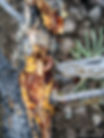 Pine cone worm, Darren Blackford, USDA Forest Service, Bugwood.org