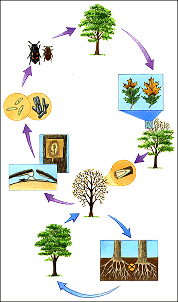 Oak Wilt Cycle of Disease