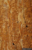 Douglas fir beetle engravings, William M. Ciesla, Forest Health Management International, Bugwood.or