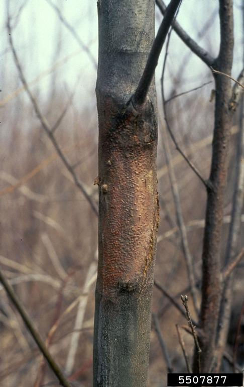 Chestnut blight, George Hudler, Cornell University, Bugwood.org