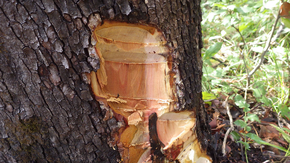 Canker (area of dead stem tissue) on a madrone tree associated with Phytophthora cinnamomi and Phyto