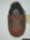 Cedar bark beetle, E. Richard Hoebeke, Cornell University, Bugwood.org