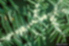 Hemlock woody adelgid, John A. Weidhass, Virginia Polytechnic Institute and State University, Bugwoo