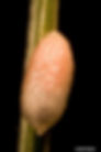 Gouty pitch midge cocoon, Donald Owen, California Department of Forestry and Fire Protection, Bugwoo