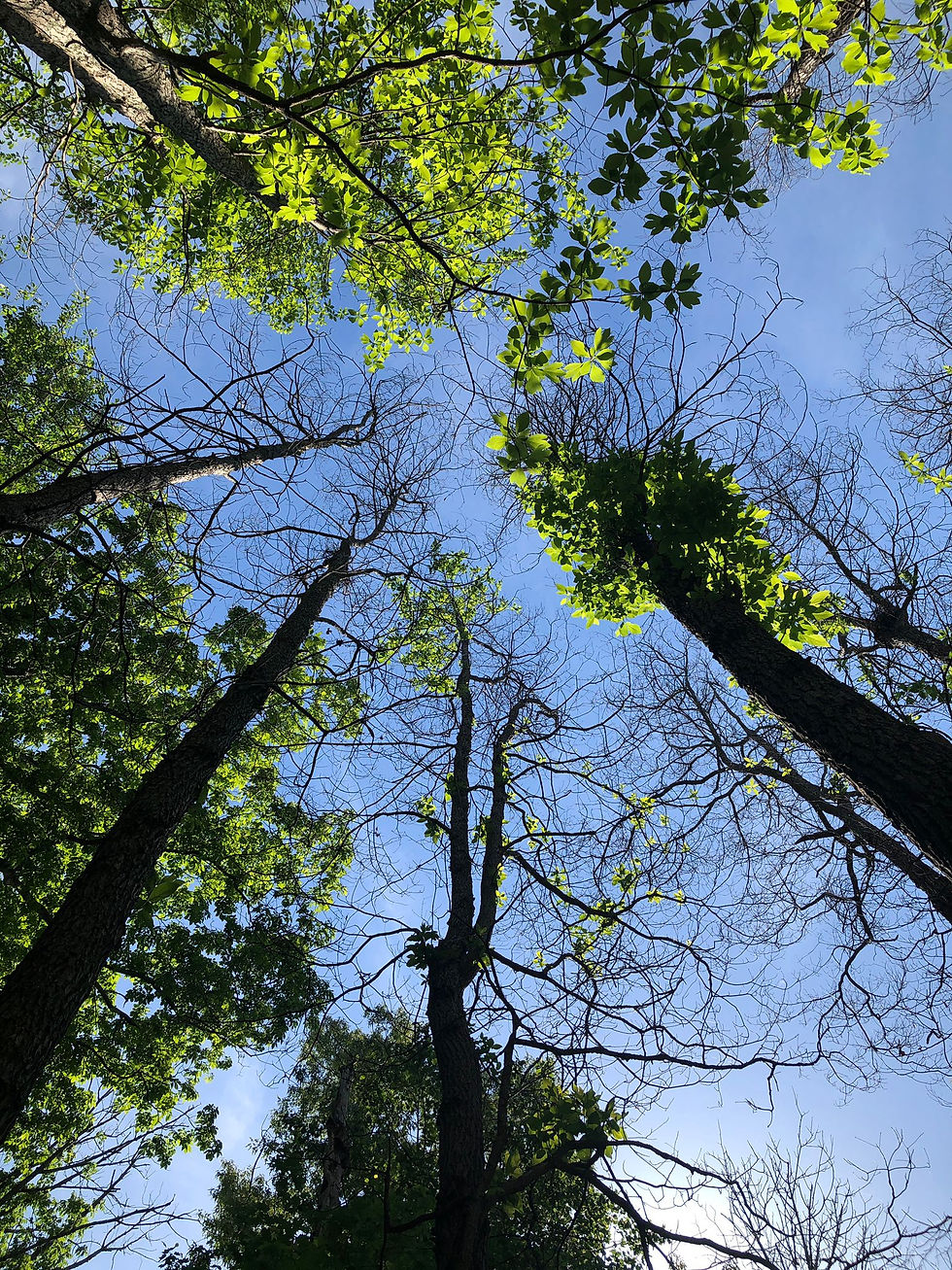 Laurel wilt disease-induced sassafras (Sassafras albidum) mortality in Cherokee Park in Morristown,