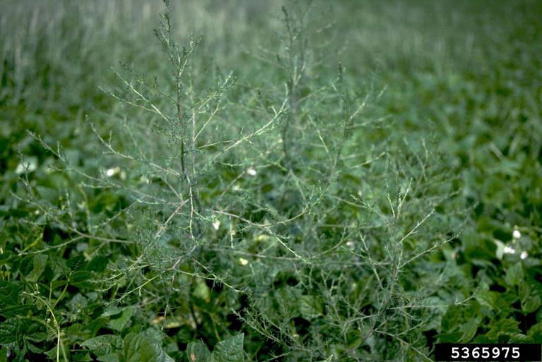 Prickly Russian thistle, Howard F. Schwartz, Colorado State University, Bugwood.org