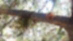 Western gall rust and dwarf mistletoe infecting a lodgepole pine branch