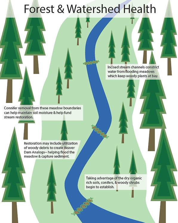 Forest and Watershed Health