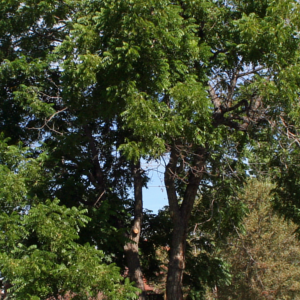 Thousand cankers oak disease