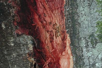 Sudden oak death, Bruce Moltzan, USDA Forest Service, Bugw