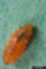 Gouty pitch midge, Donald Owen, California Department of Forestry and Fire Protection, Bugwood.org