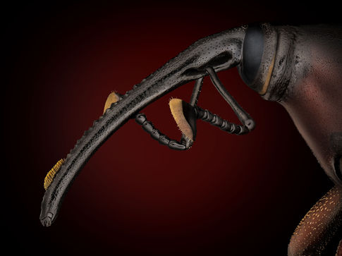 a weevil macro photography portrait
