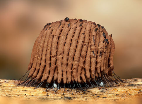 slime mold, macro fungi, slime mold macro