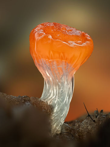 slime mold macro, trichia decipiens, microphotography, slime mould