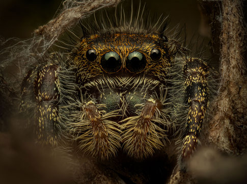 jumping spider macro, macrophotography, phidippus macro shot, extreme macro, om system macro