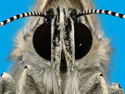 butterfly portrait macro, macrophotography, extreme macro, butterfly macro shot