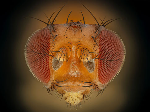portrait of a fruit fly, micro photography