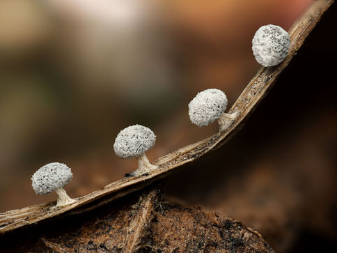slime mold, slime macro, fungi macro, macro photography