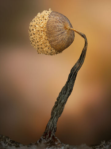 Cribaria slime mold, slime mold photo, macro of slime mold
