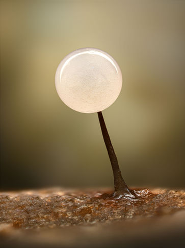 lamproderma slime mold, slime mold macro, micro photograhpy, close up, slime mould