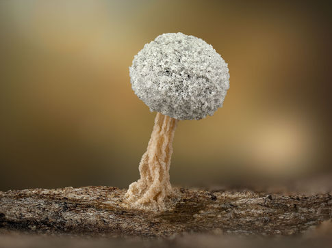 macro photography of slime mold didymium squamulosum with wemacro rail at 10x