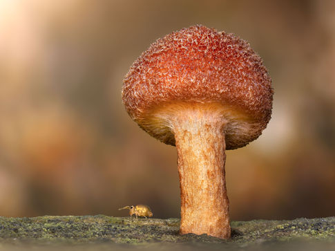globular springtail acro, fungi macro, macro photography