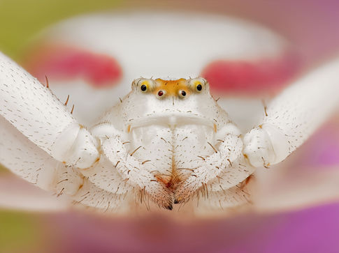 crab spider macro shot, macrophotography, crab spider quebec, macro