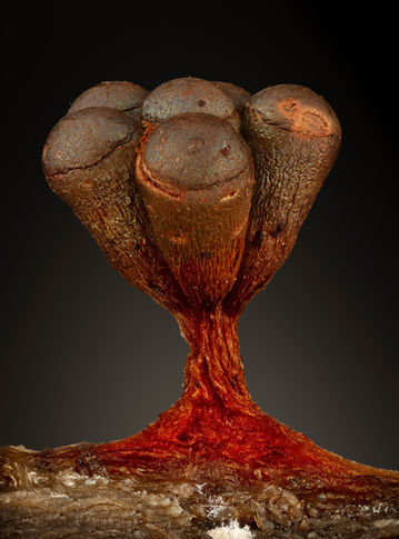 metatrichia, slime mold