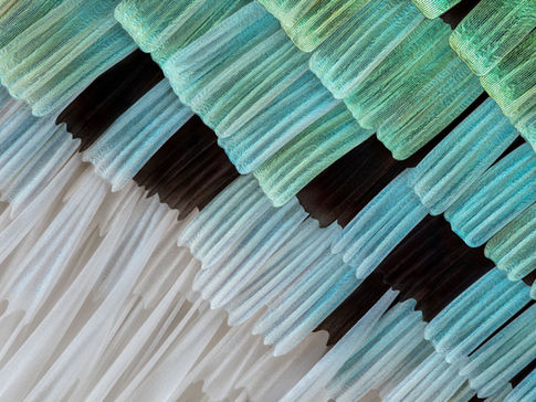 butterfly scales microphotography. Chrysiridia rhipheus, extreme macro, focus stacking