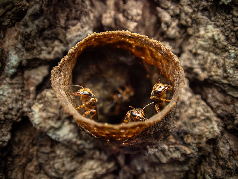 These bees are incredibly tiny, each measuring around 5 mm in length.