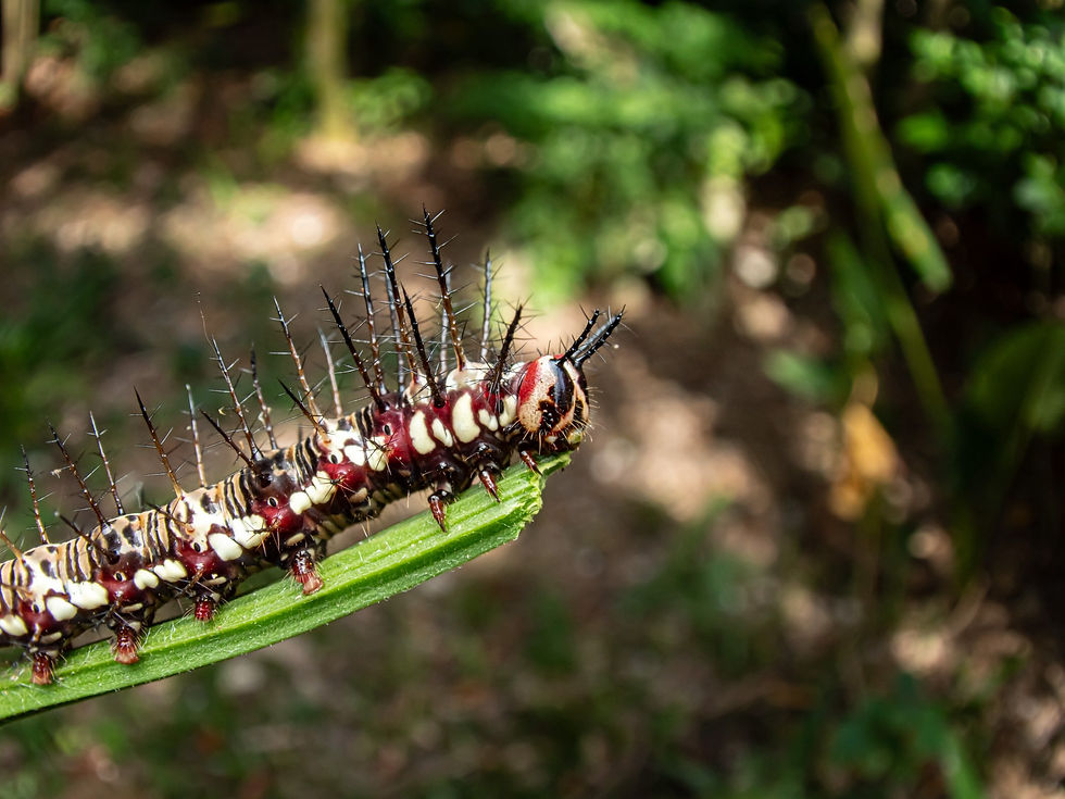 This caterpillar photo is the very first one I took with this setup. It’s honestly not a photo I’m particularly happy with but I still wanted to share my very first attempt with you!