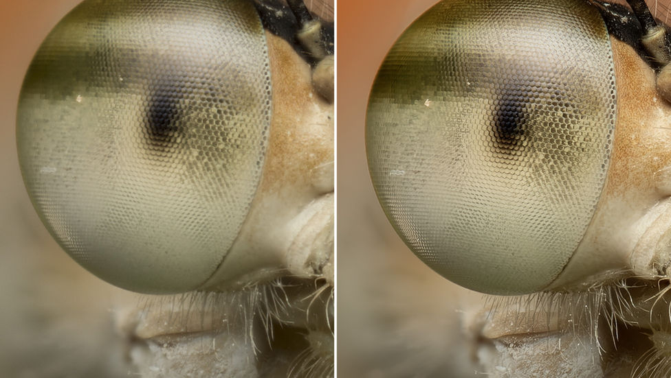 Damselfly macro shot with editing in lightroom and pureraw