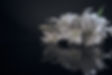 YUE 2024 SHOOTING 01172S.jpg