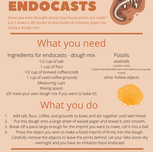 Making Your Own Fossil Endocasts